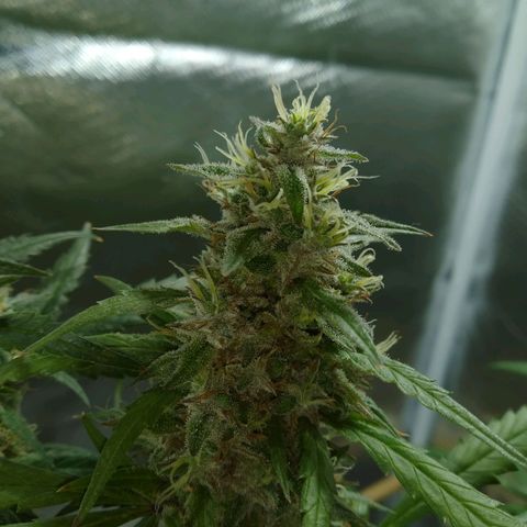 Wendy growlog photo: Flores