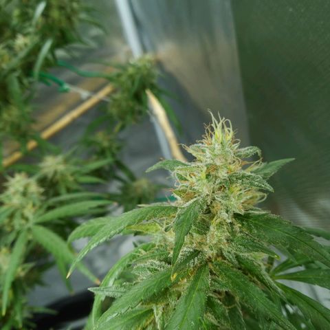 Wendy growlog photo: Flores