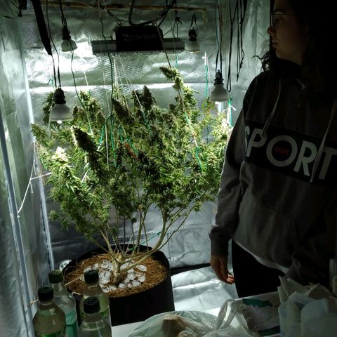 Wendy growlog photo: A una semana de la cosecha
