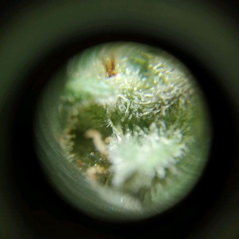 Wendy growlog photo: A una semana de la cosecha