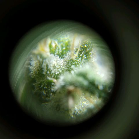 Wendy growlog photo: A una semana de la cosecha