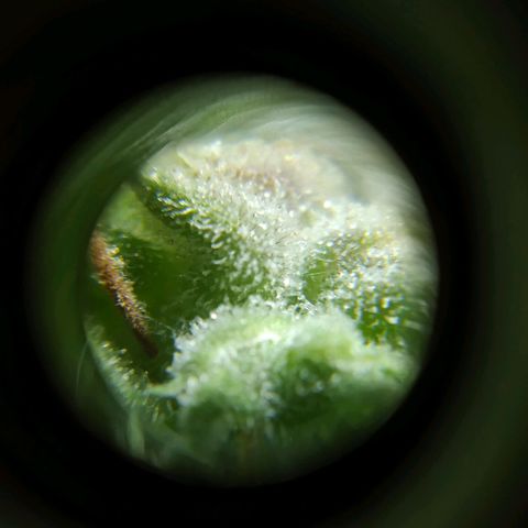 Wendy growlog photo: A una semana de la cosecha