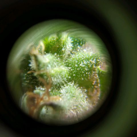 Wendy growlog photo: A una semana de la cosecha