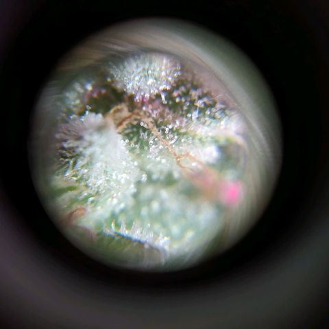 Wendy growlog photo: A una semana de la cosecha