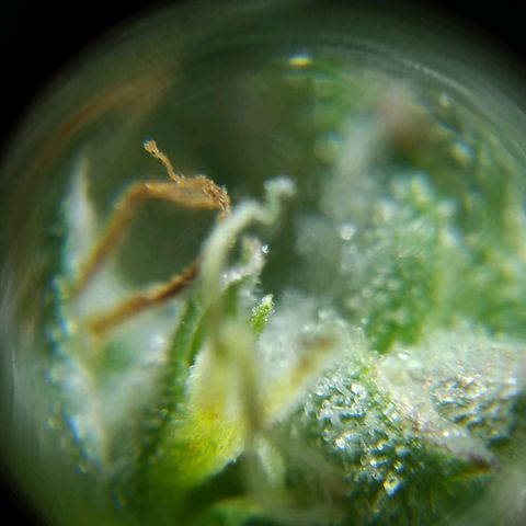 Wendy growlog timeline photo