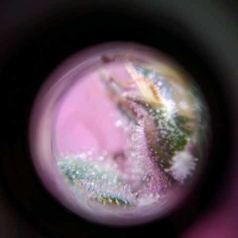 Wendy growlog timeline photo