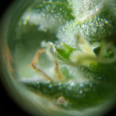 Wendy growlog timeline photo