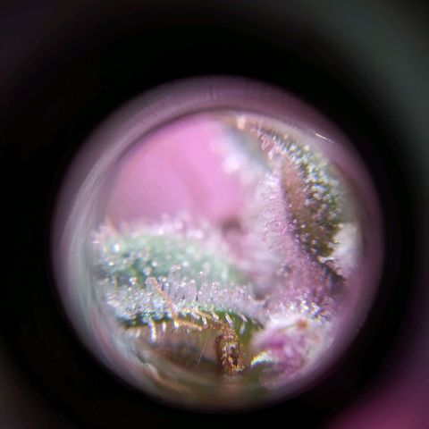 Wendy growlog timeline photo