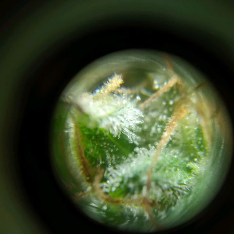 Wendy growlog timeline photo