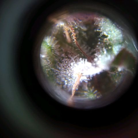 Wendy growlog timeline photo