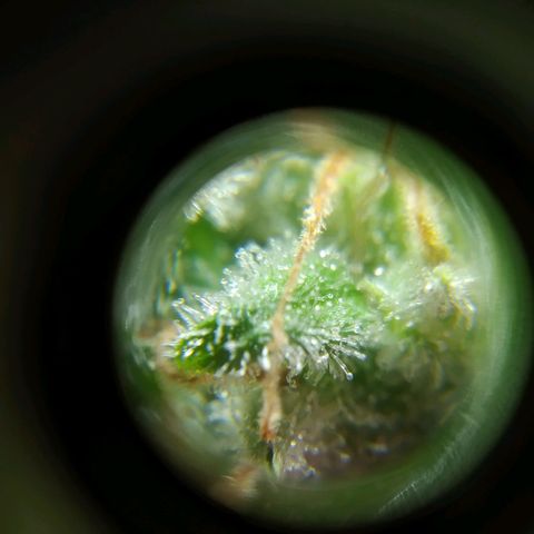 Wendy growlog timeline photo