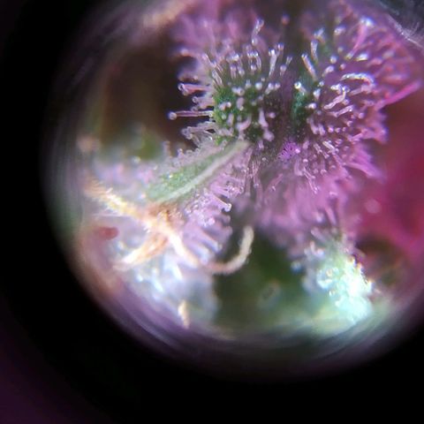 Wendy growlog timeline photo