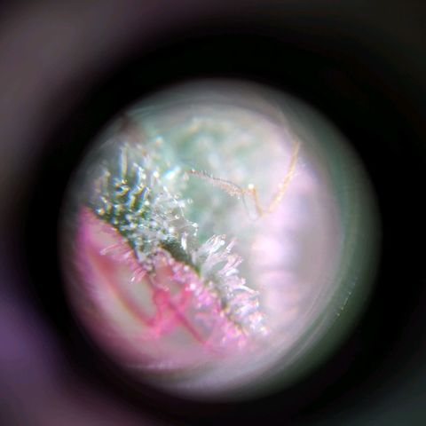 Wendy growlog timeline photo