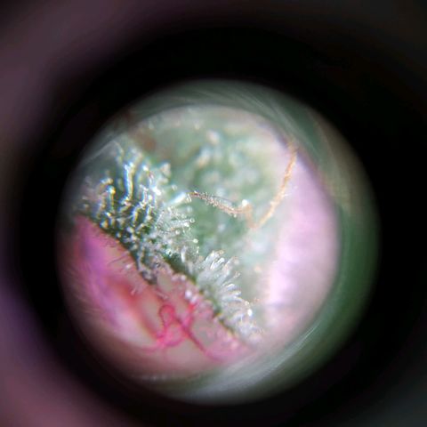 Wendy growlog timeline photo