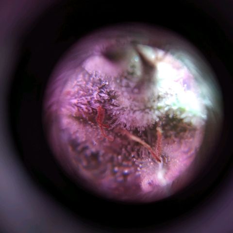 Wendy growlog timeline photo