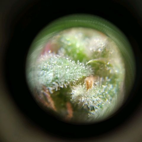 Wendy growlog timeline photo