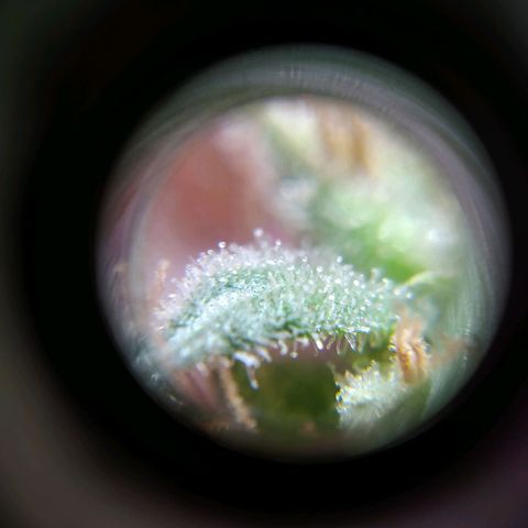 Wendy growlog timeline photo