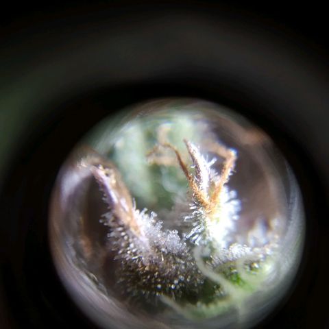 Wendy growlog timeline photo
