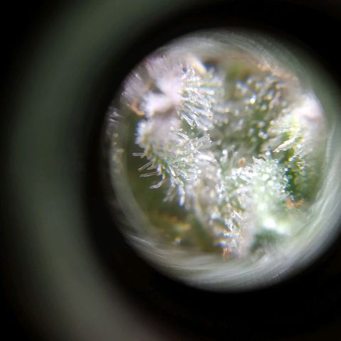 Wendy growlog timeline photo