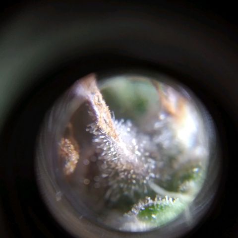 Wendy growlog timeline photo
