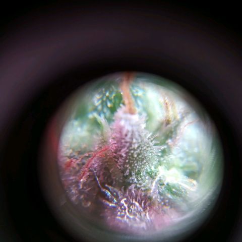 Wendy growlog timeline photo