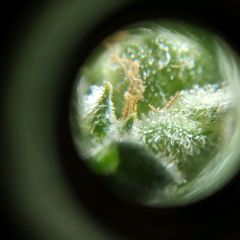 Wendy growlog timeline photo