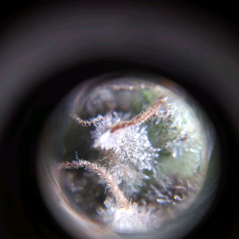 Wendy growlog timeline photo