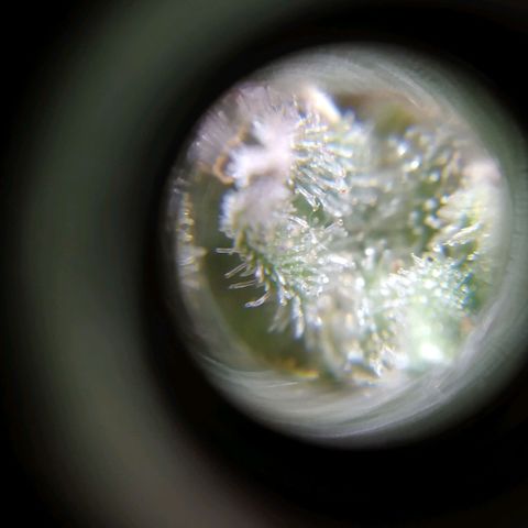 Wendy growlog timeline photo