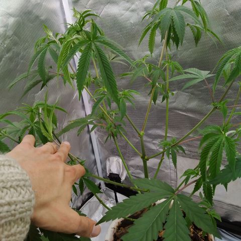 Las negras growlog photo: Estas 2 negras tienen tienen una apical hecha. Próxima semana pasan a maseta de 35lts