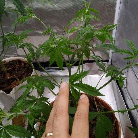 Las negras growlog photo: Y esta última negra tiene una FIM