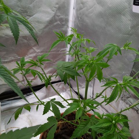Las negras growlog photo: Y esta última negra tiene una FIM