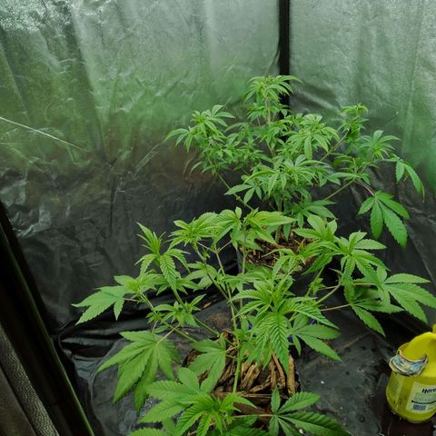Las frutas  growlog timeline photo