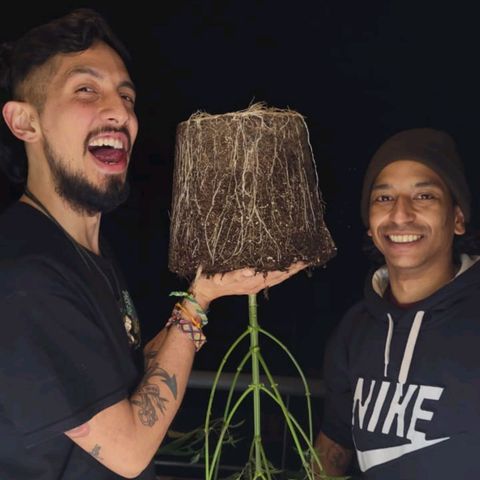 Las frutas  growlog photo: transplante de masetas de 10/15 lts a maseta de 30/35 lts
