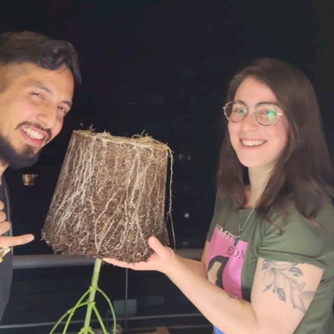 Las frutas  growlog photo: transplante de masetas de 10/15 lts a maseta de 30/35 lts