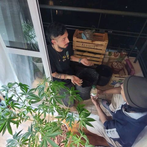 Las frutas  growlog photo: transplante de masetas de 10/15 lts a maseta de 30/35 lts