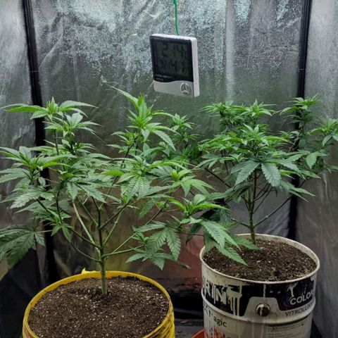 Las frutas  growlog photo: transplante de masetas de 10/15 lts a maseta de 30/35 lts