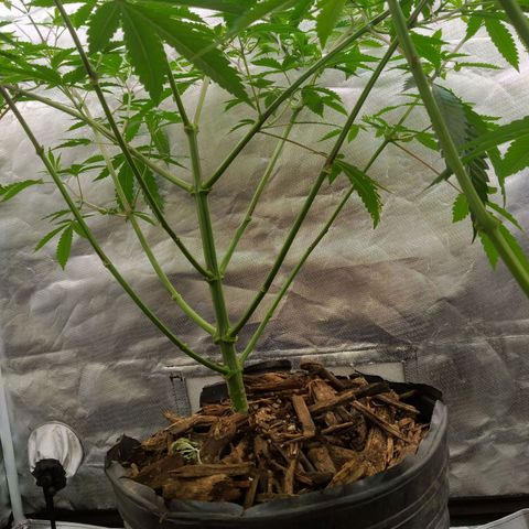 Las negras growlog timeline photo