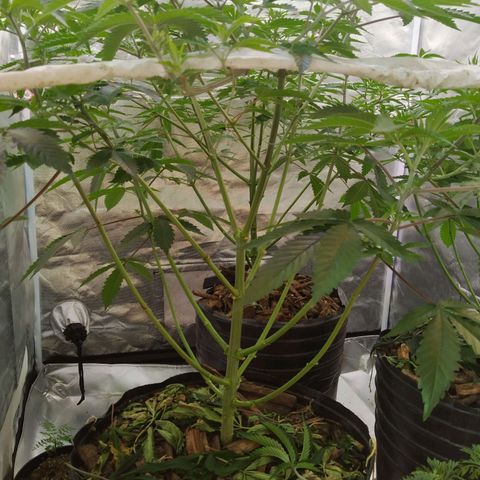Las negras growlog timeline photo
