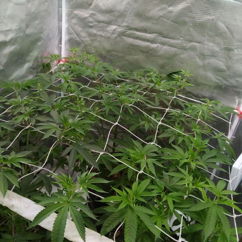 Las negras growlog timeline photo