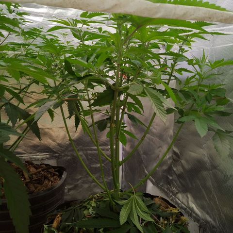 Las negras growlog timeline photo