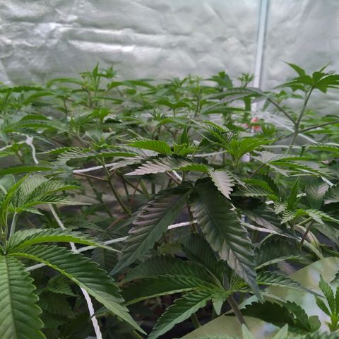 Las negras growlog timeline photo