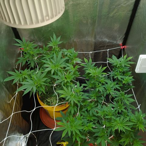 Las frutas  growlog timeline photo