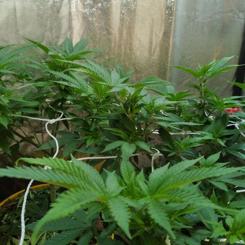 Las frutas  growlog timeline photo