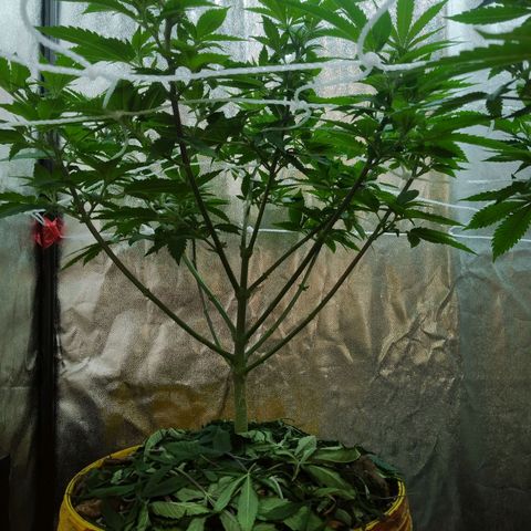 Las frutas  growlog timeline photo