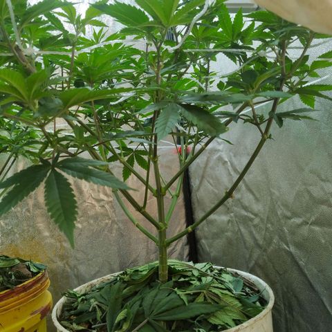 Las frutas  growlog timeline photo