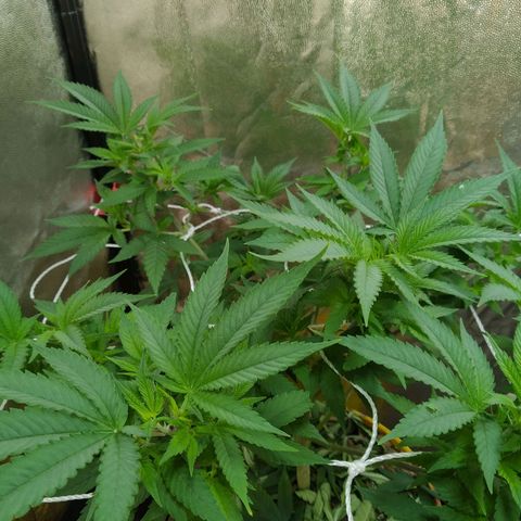 Las frutas  growlog timeline photo