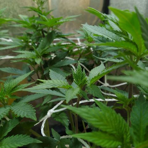 Las frutas  growlog timeline photo