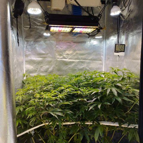 Las negras growlog photo: las plantas despues de 3 semanas de no haberlas podado y sin ningun entrenamiento.