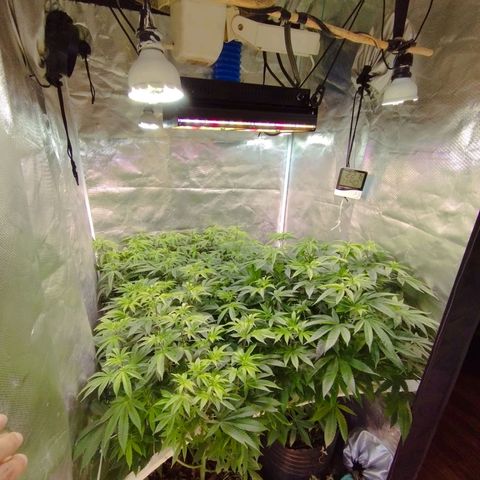 Las negras growlog photo: las plantas despues de 3 semanas de no haberlas podado y sin ningun entrenamiento.
