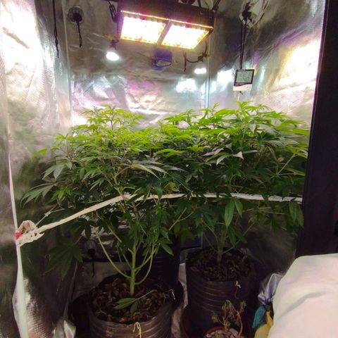 Las negras growlog photo: las plantas despues de 3 semanas de no haberlas podado y sin ningun entrenamiento.